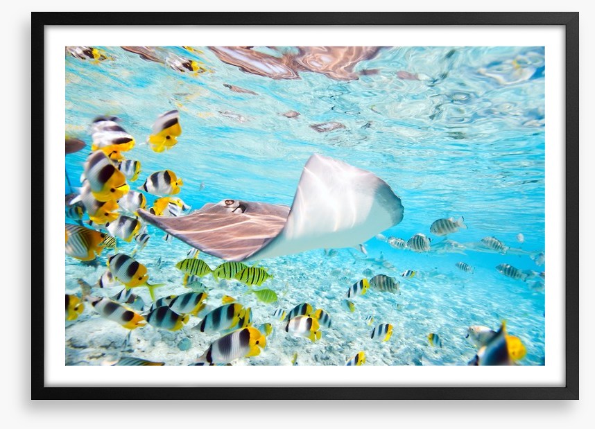 Stingray school