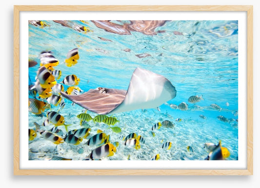 Stingray school