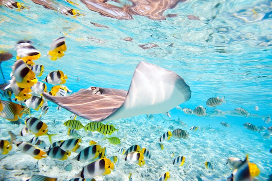 Stingray school