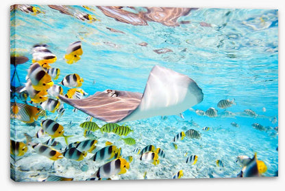 Stingray school