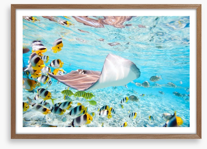 Stingray school