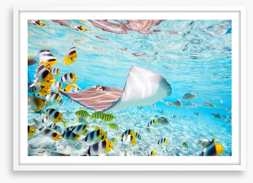 Stingray school