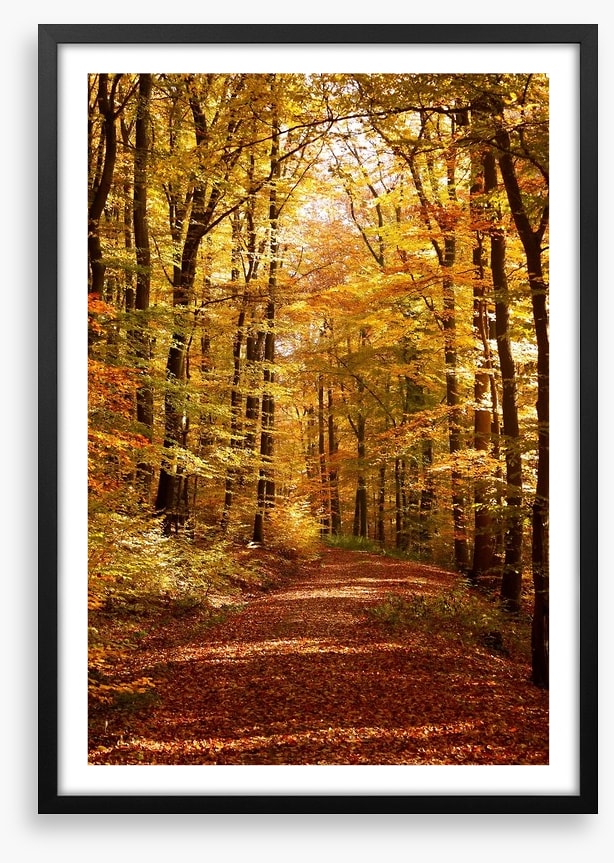 Autumn forest way