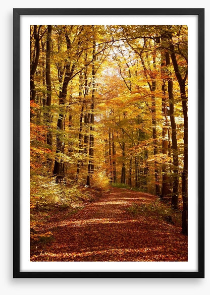 Autumn forest way