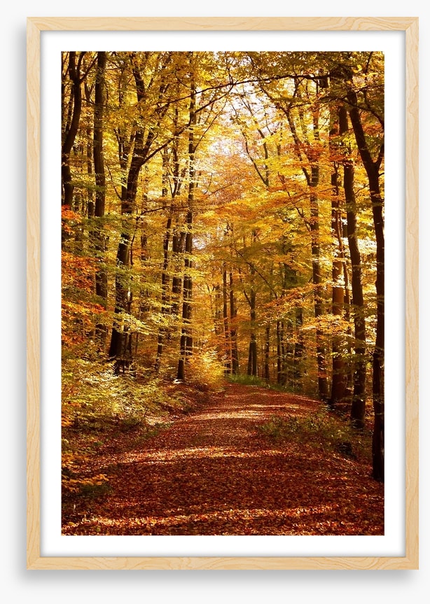 Autumn forest way