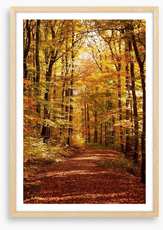 Autumn forest way