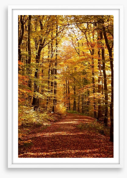 Autumn forest way