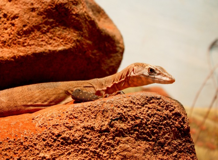 On the hot rocks
