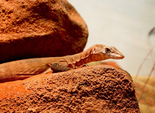 On the hot rocks