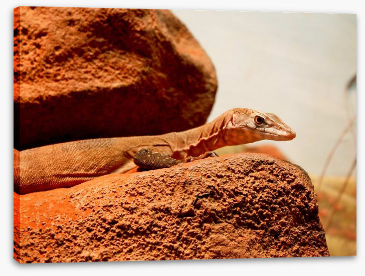 On the hot rocks