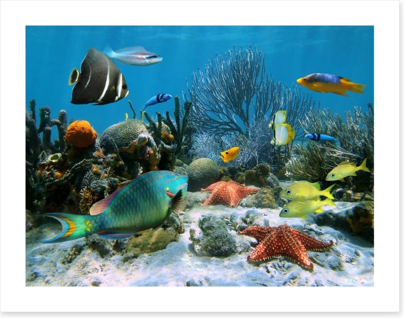 Blue coral school