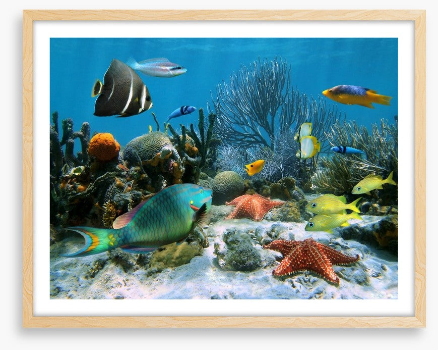 Blue coral school