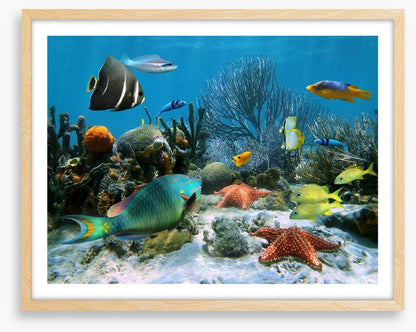 Blue coral school