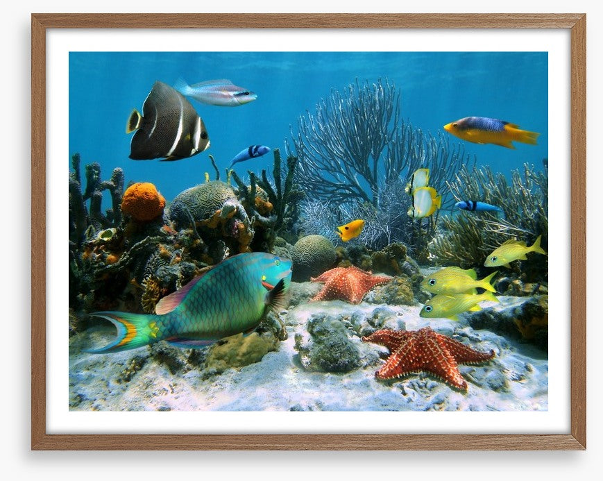 Blue coral school