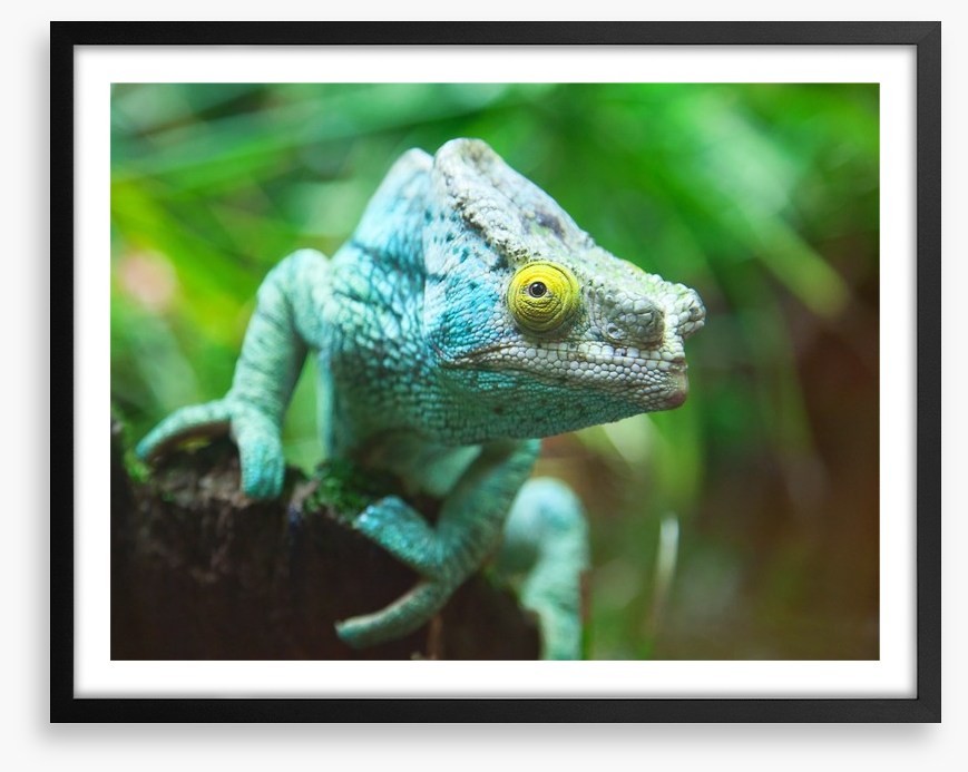 Reptiles / Amphibian