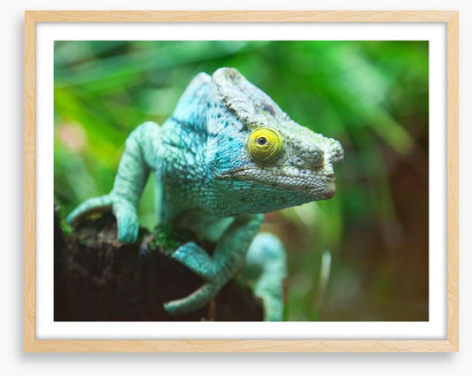 Reptiles / Amphibian