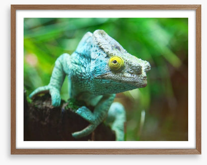 Reptiles / Amphibian