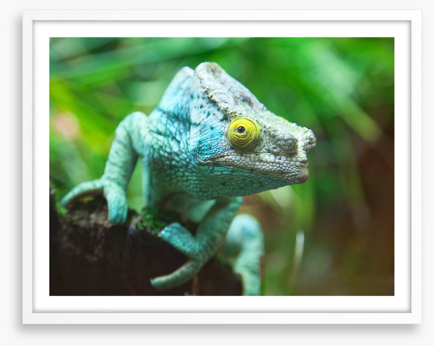 Reptiles / Amphibian
