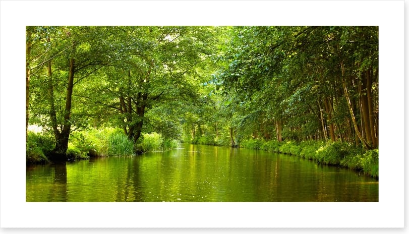 Vibrant forest river