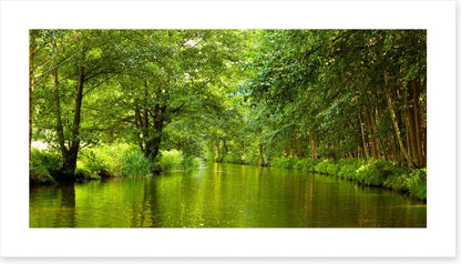 Vibrant forest river