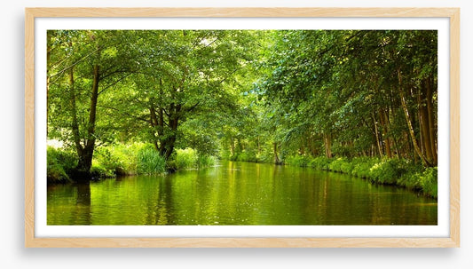 Vibrant forest river