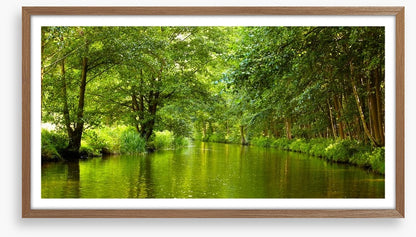 Vibrant forest river
