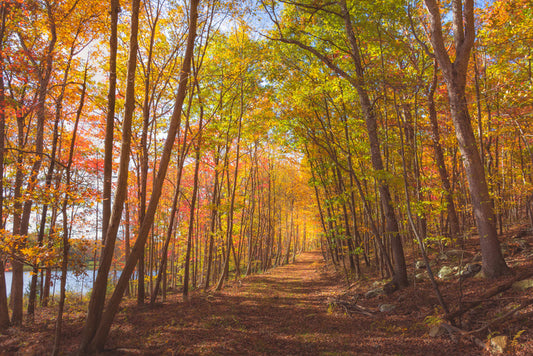 Following fall