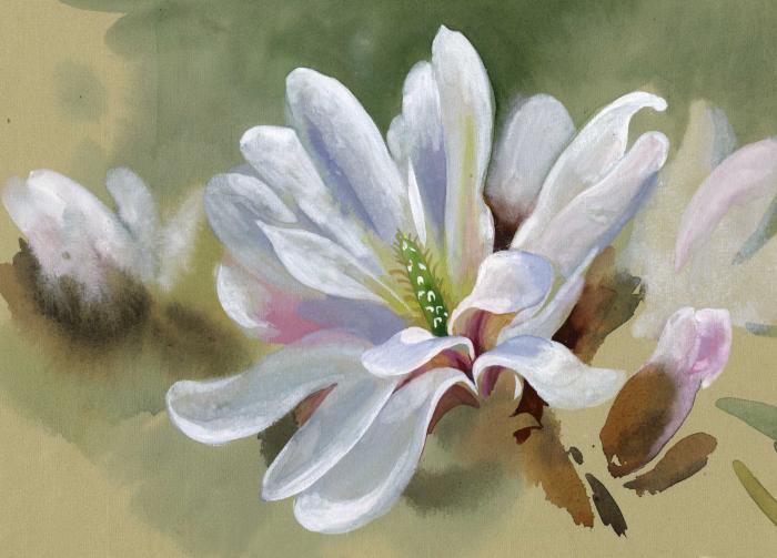 Majestic magnolia