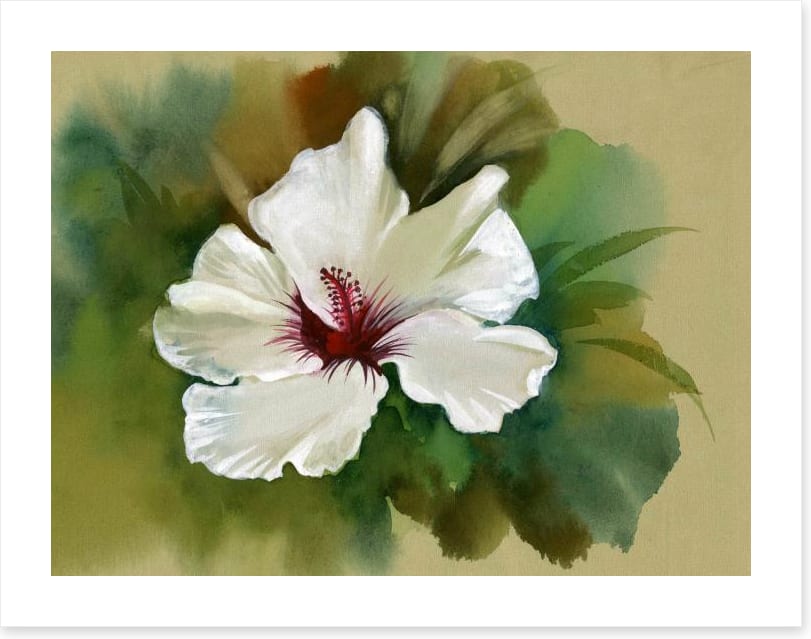 White hibiscus