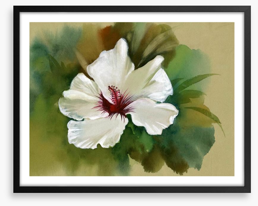 White hibiscus