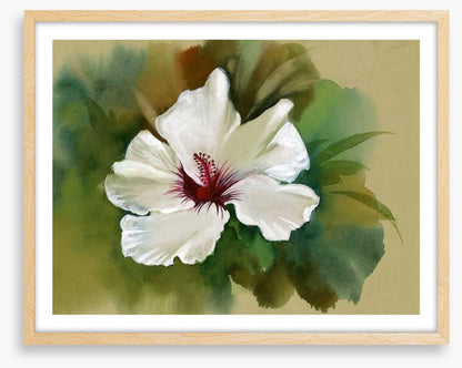 White hibiscus