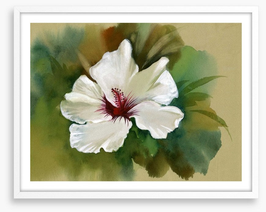 White hibiscus