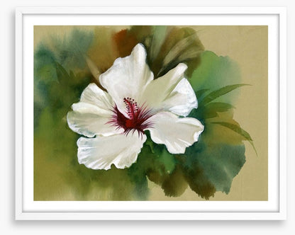 White hibiscus