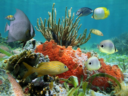 Underwater