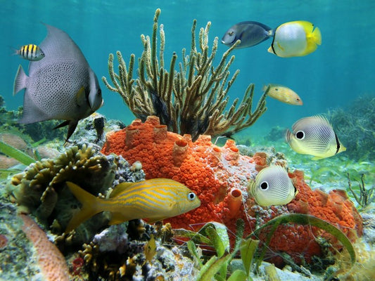 Underwater