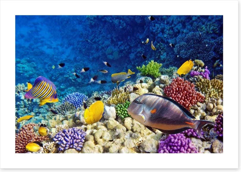Life on the coral atoll