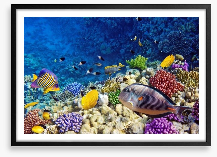 Life on the coral atoll