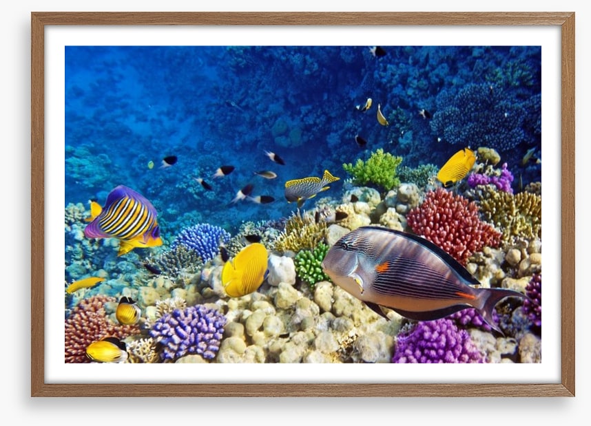 Life on the coral atoll