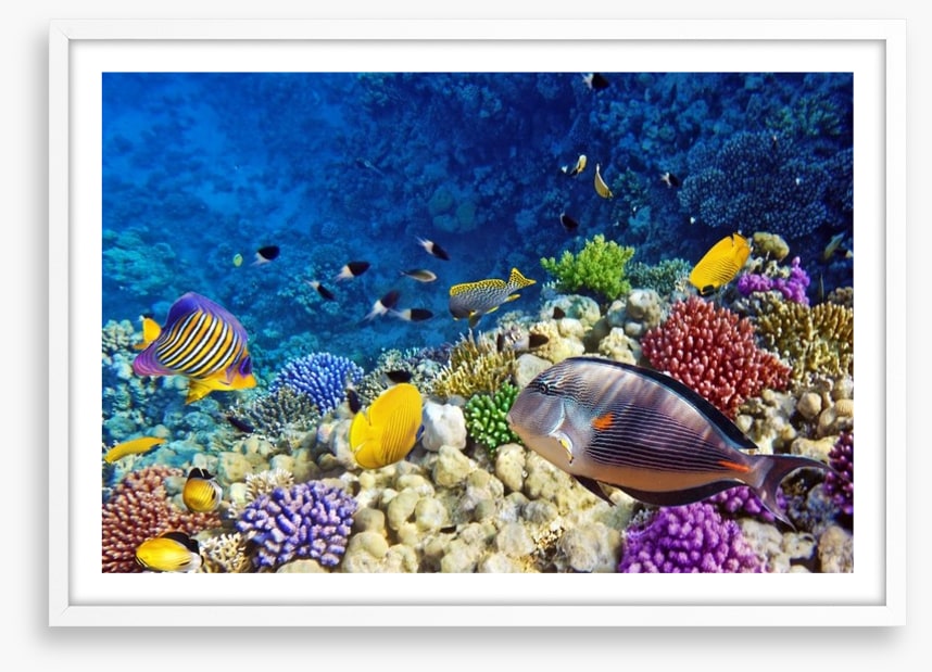 Life on the coral atoll