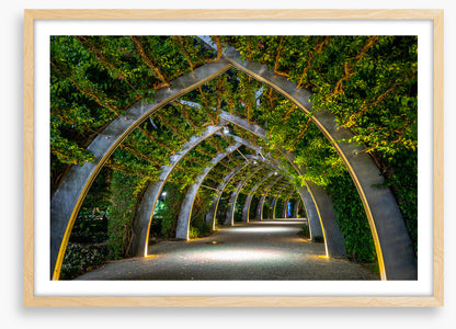 Brisbane Arbour by night