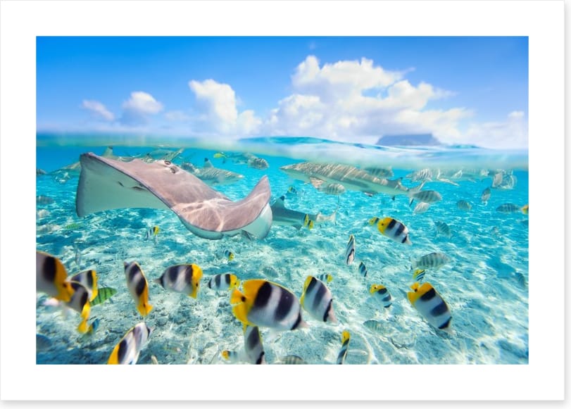 Stingray lagoon