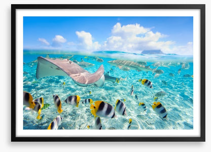 Stingray lagoon