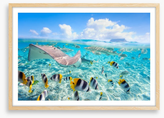 Stingray lagoon