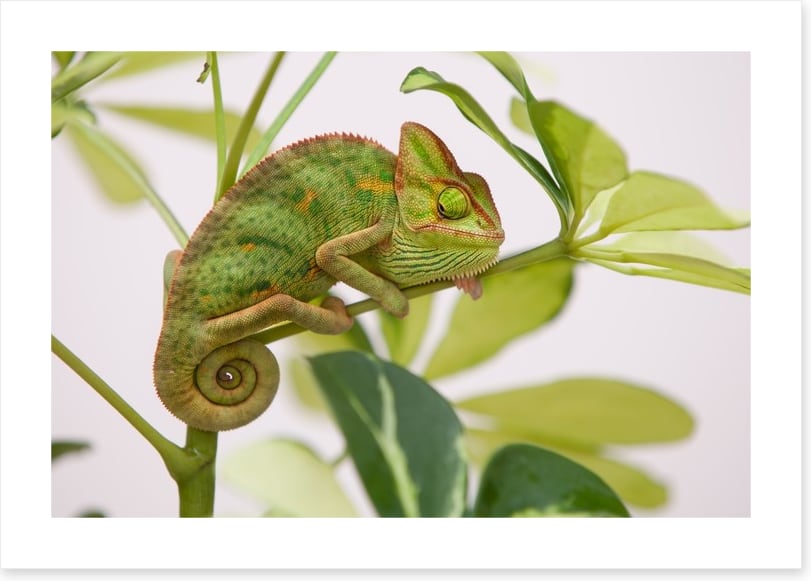 Reptiles / Amphibian