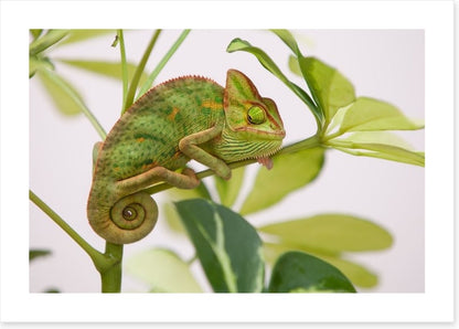 Reptiles / Amphibian