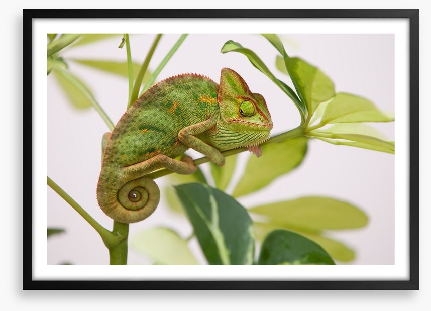 Reptiles / Amphibian