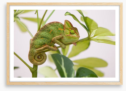 Reptiles / Amphibian