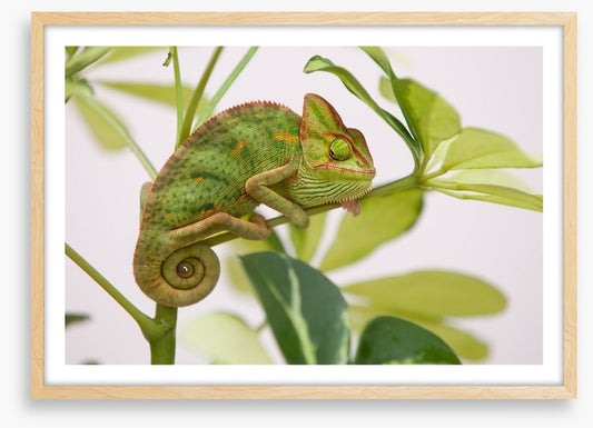 Reptiles / Amphibian