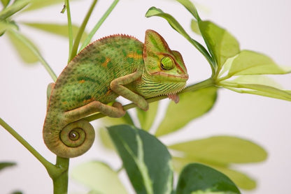Reptiles / Amphibian