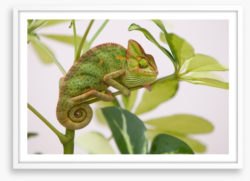 Reptiles / Amphibian